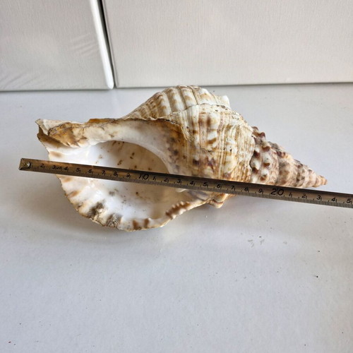 Triton shell large 23 cm like new