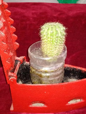 Charcoal iron used, old with or without cactus