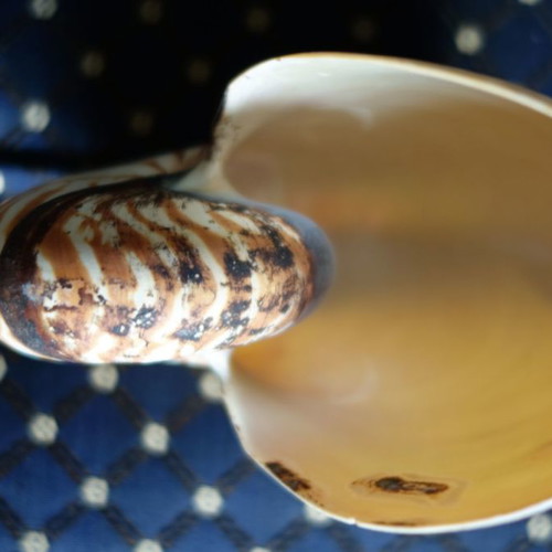 Decorative Nautilus Pompilius shell used