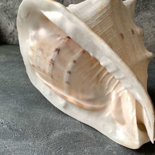 Large shell used