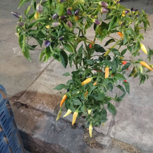Hot pepper plant in pot new
