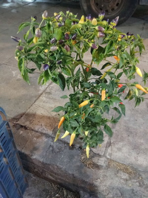 Hot pepper plant in pot new
