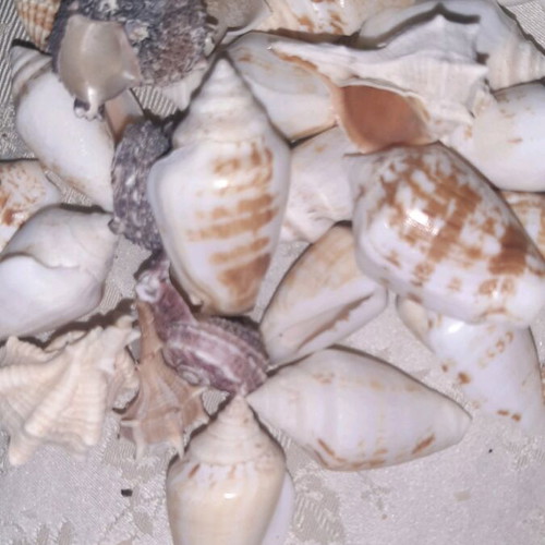 Seashells like new decorative
