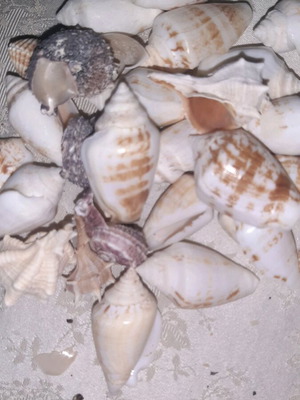Seashells like new decorative