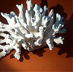  Φυσικό Κοράλλι λευκό βάρος 1295gr