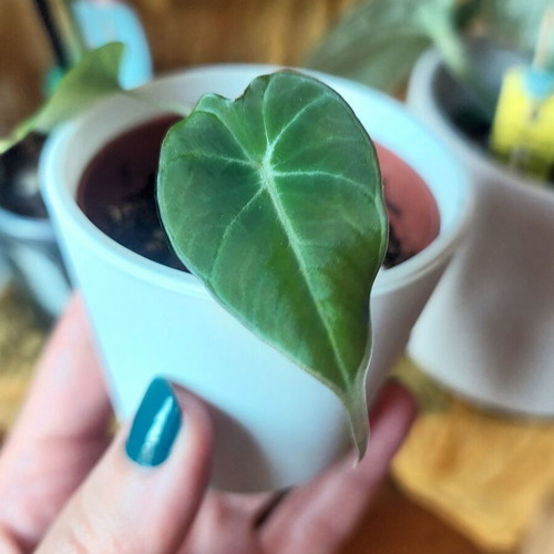 Alocasia Black Velvet XS houseplant
