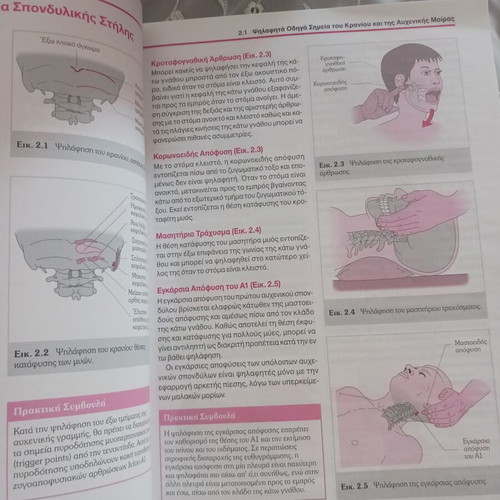 Functional Anatomy of the Motor System by Jutta Hochschild