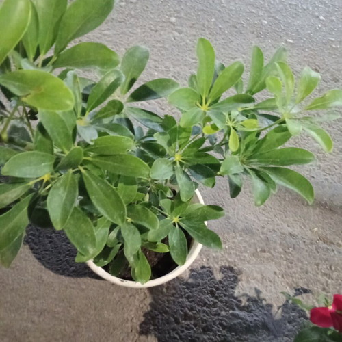 Schefflera plant in pot new
