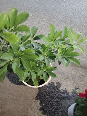 Schefflera plant in pot new