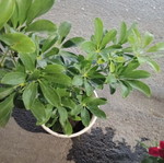 Schefflera plant in pot new