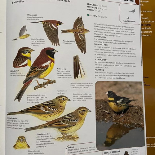 The Great Encyclopedia of European Birds Oiseaux like new, French