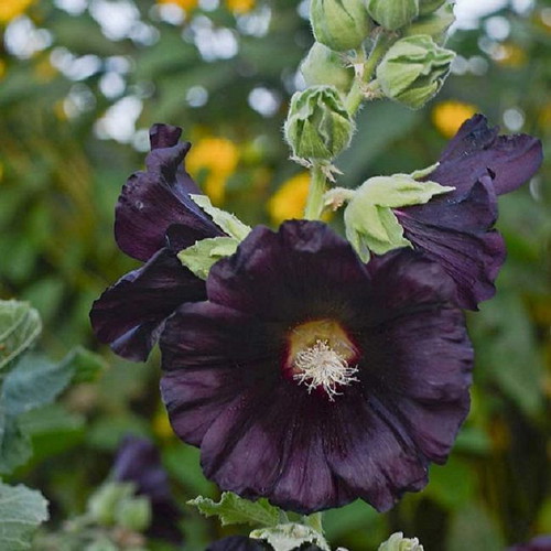 Rosea Nigra Hollyhock black flower seeds, pack of 20