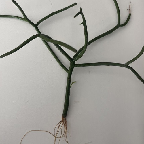 Euphorbia Tirucalli pencil cactus propagations new