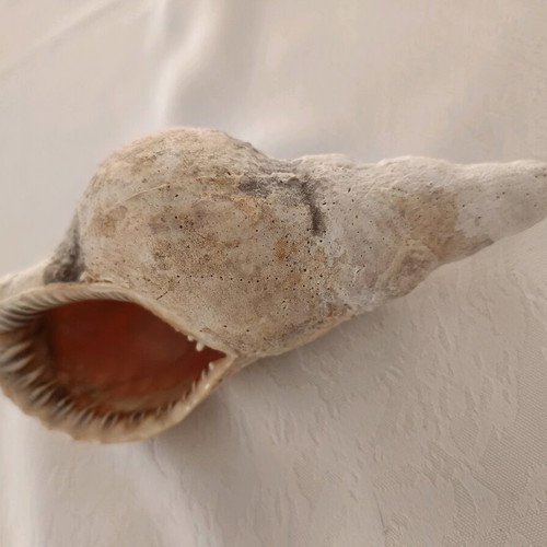 Triton sea shell used, old