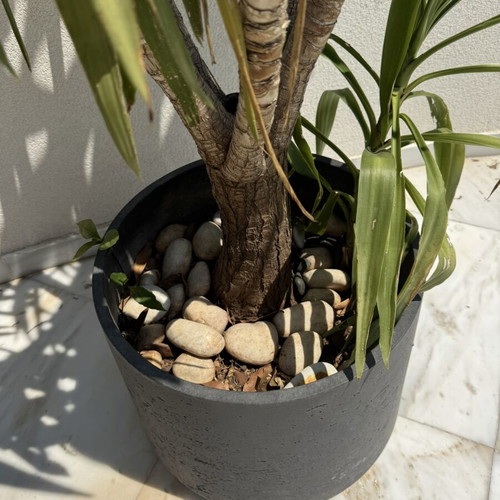 Gray concrete planter used