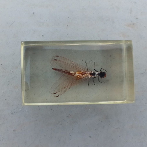 Asian Dragonfly from Deagostini True Insects Series like new
