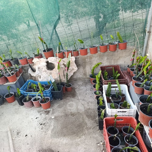 Dragon Fruit Rooted Plants