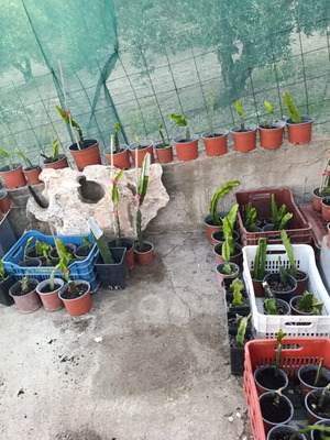 Dragon Fruit Rooted Plants