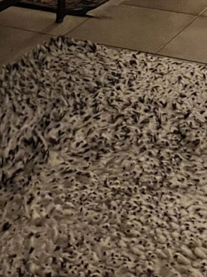 Wool Rug like new, ecru with dark brown spots, long pile 2.5x3m