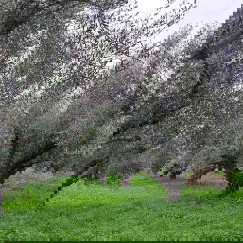 Olive grove 2.5 acres with 55 olive trees in Messinia, Romanos