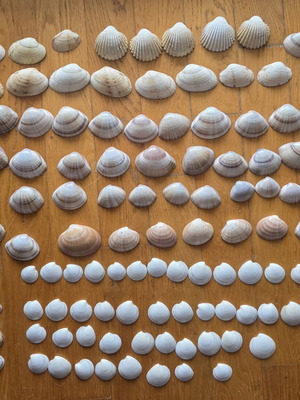 Seashell collection new, 108 pieces from Chalkidiki for crafts and decoration