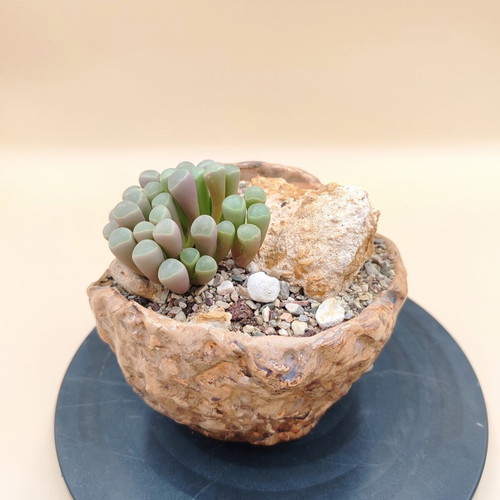 Fenestraria rhopalophylla succulent in handmade pot