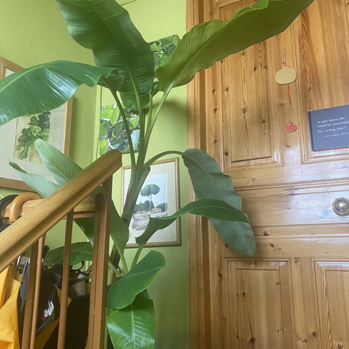 Banana plant 2 meters tall with 3 roots, new