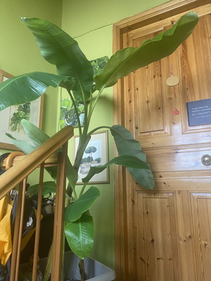 Banana plant 2 meters tall with 3 roots, new