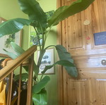 Banana plant 2 meters tall with 3 roots, new