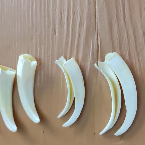 Wild boar tusks like new