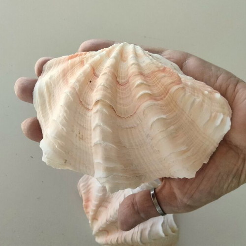 Giant Tridacna Squamosa Clam Shells new, matched pair
