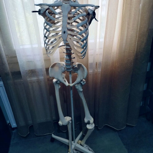 Anatomy skeleton like new (missing one hand) for medical students