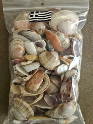 Bag of seashells like new for decoration or crafts