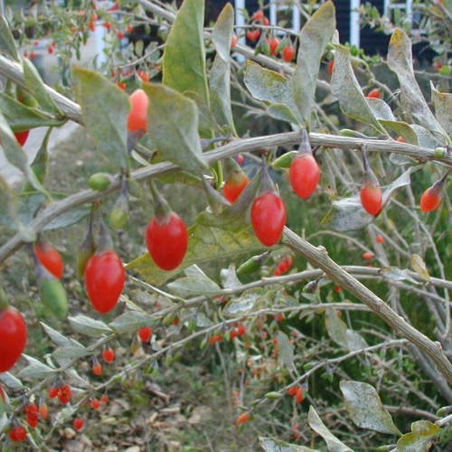 Goji Berry Wolfberry Lycium Ruthenicum seeds, pack of 25