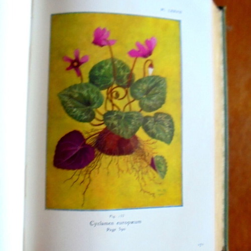 The Alpine Flora book used about Alpine flora
