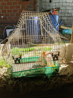 Bird cage used, medium size