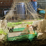 Bird cage used, medium size
