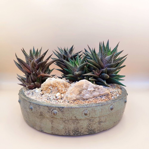 Haworthia limifolia bonsai pot new