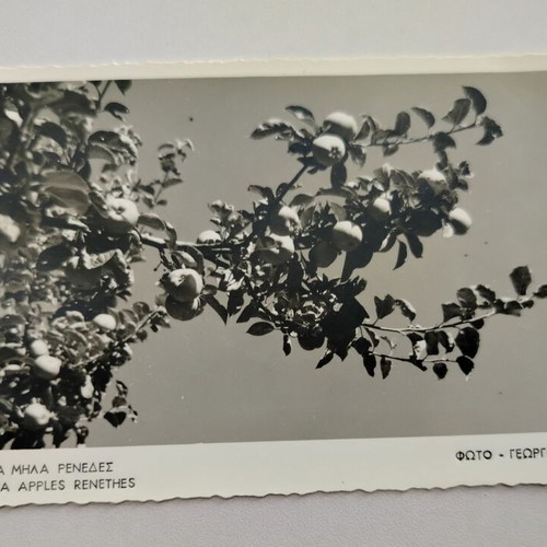 Zagora Apples Renethes Postcard used, photo by Georgoudis