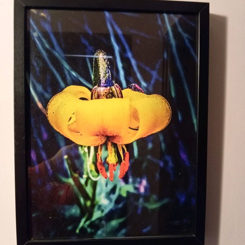 Ikea frame with original flower photo new 44x33cm