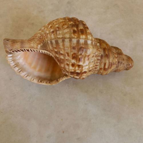 Natural shell used, 24 cm long with damage