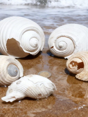 Seashells from Greek beaches new, pack of 5, natural
