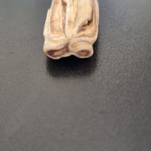Fossil horse teeth like new from Nea Moudania sea