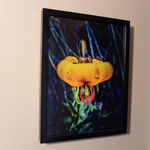 Ikea frame with original flower photo new 44x33cm