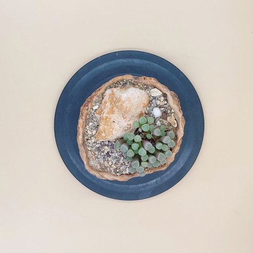 Fenestraria rhopalophylla succulent in handmade pot