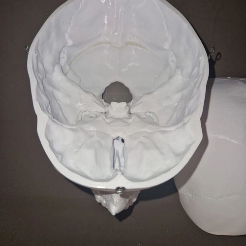 Plastic human skull like new, accurate replica with 3 detachable parts