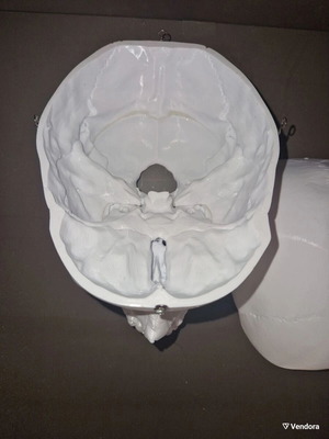 Plastic human skull like new, accurate replica with 3 detachable parts