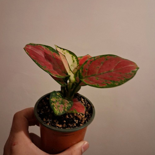 Aglaonema Cherry Baby Plant