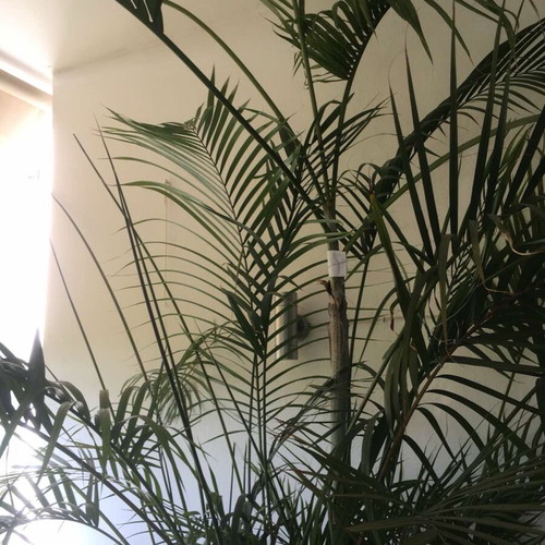 Kentia palm new
