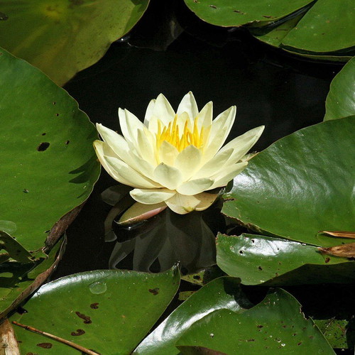 Water Lily Lotus Seeds like new for Aquarium and Pond